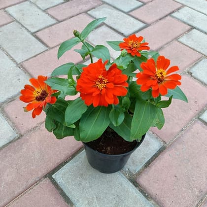 Buy Zinnia Orange in 5 Inch Plastic Pot Online | Urvann.com