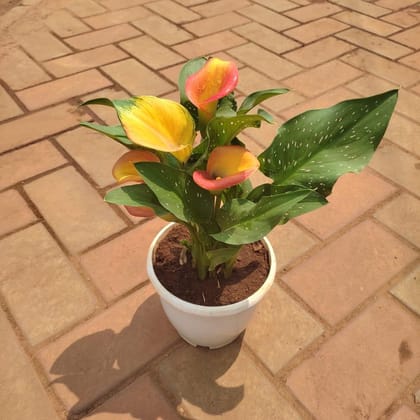 Buy Canna Lily (any colour) in 5 Inch Plastic Pot  Online | Urvann.com