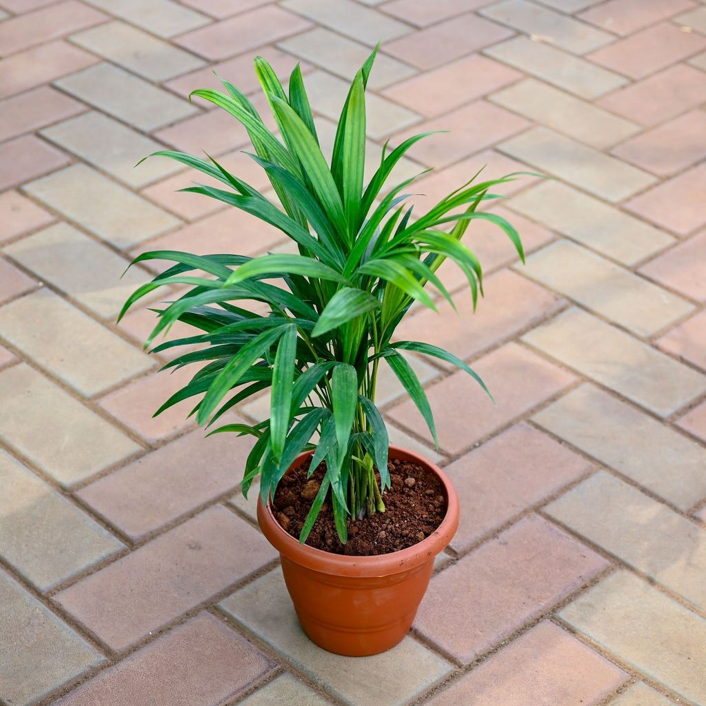 Areca Palm (~ 1 Ft) in 7 Inch Classy Red Plastic Pot