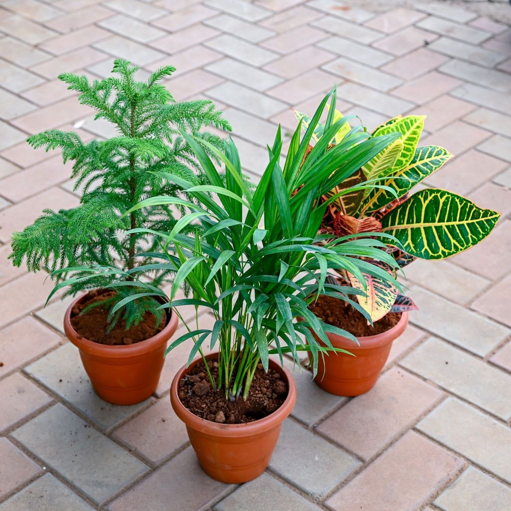 Set of 3 - Areca Palm, Araucaria / Christmas Tree & Croton Petra in 7 Inch Classy Red Plastic Pot