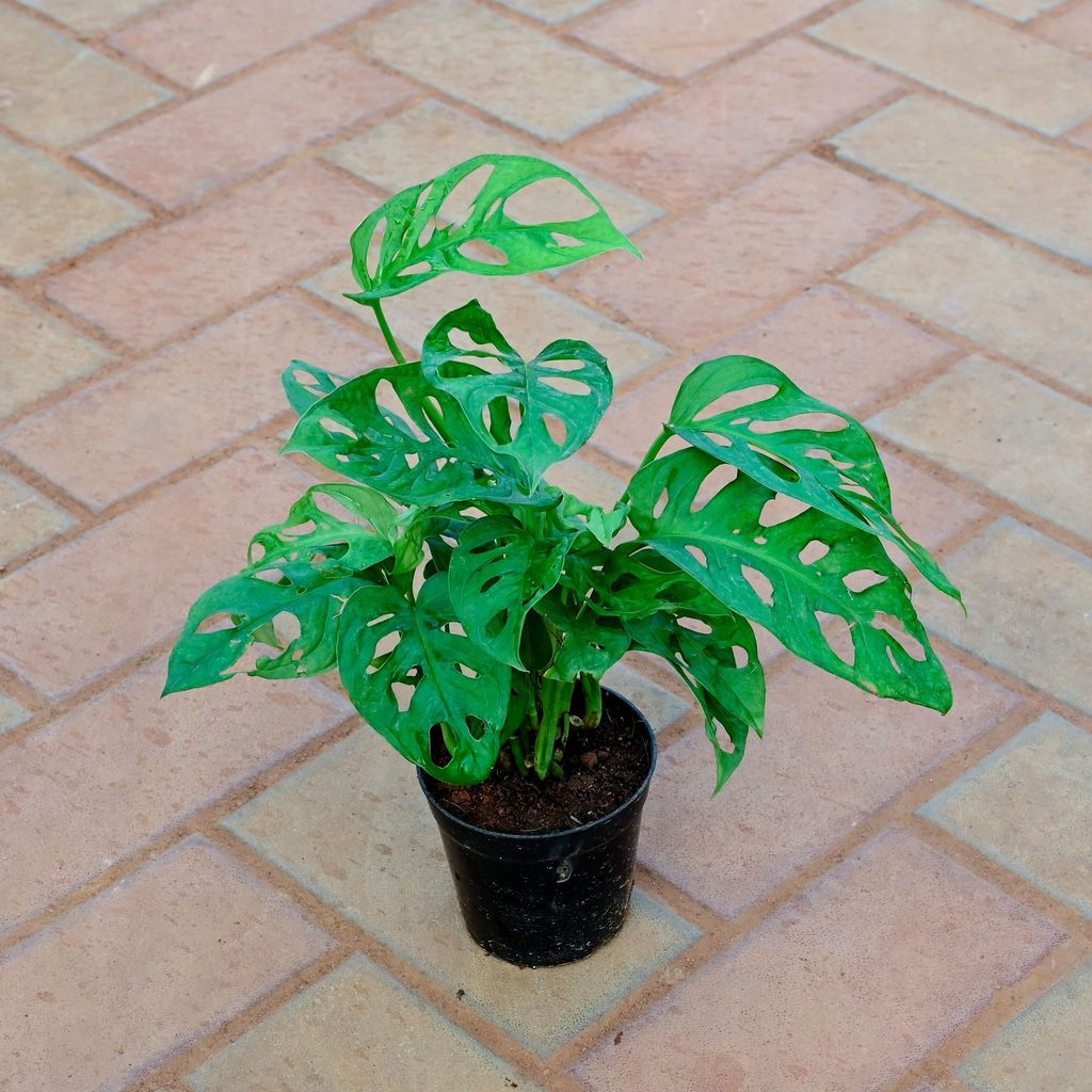 Monstera Broken Heart in 5 Inch Nursery Pot