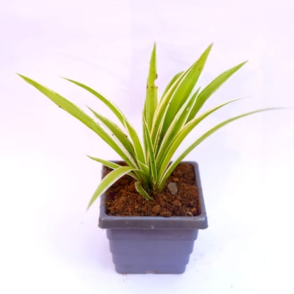 Buy Spider in 6 Inch Grey Premium Orchid Square Plastic Pot Online | Urvann.com