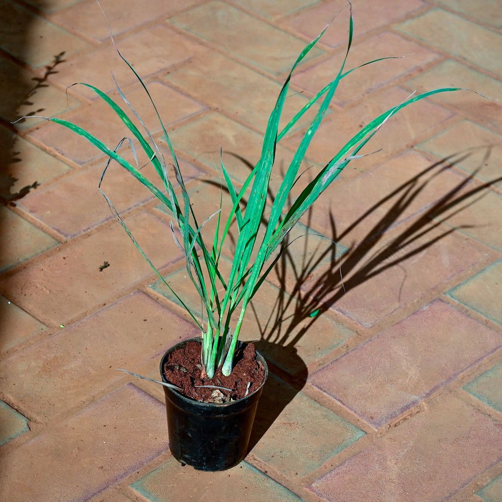 Lemon Grass in 4 Inch Nursery Pot