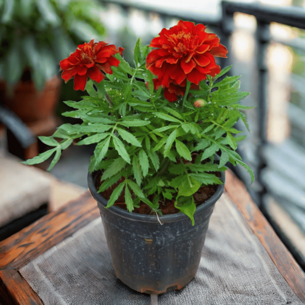 Marigold / Genda Red in 4 Inch Nursery Pot