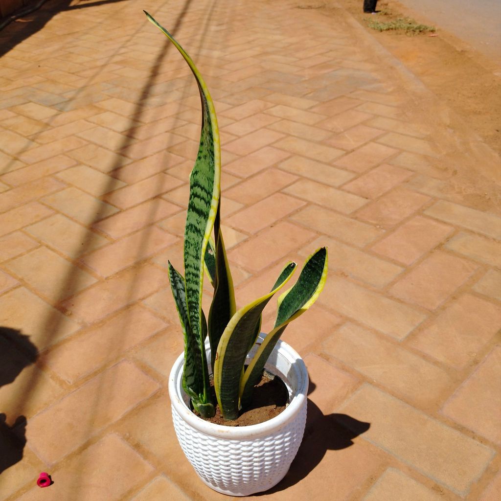 Snake Yellow Long (~ 1.5 Ft) in 8 Inch White Marble Premium Matt Classic Plastic Pot