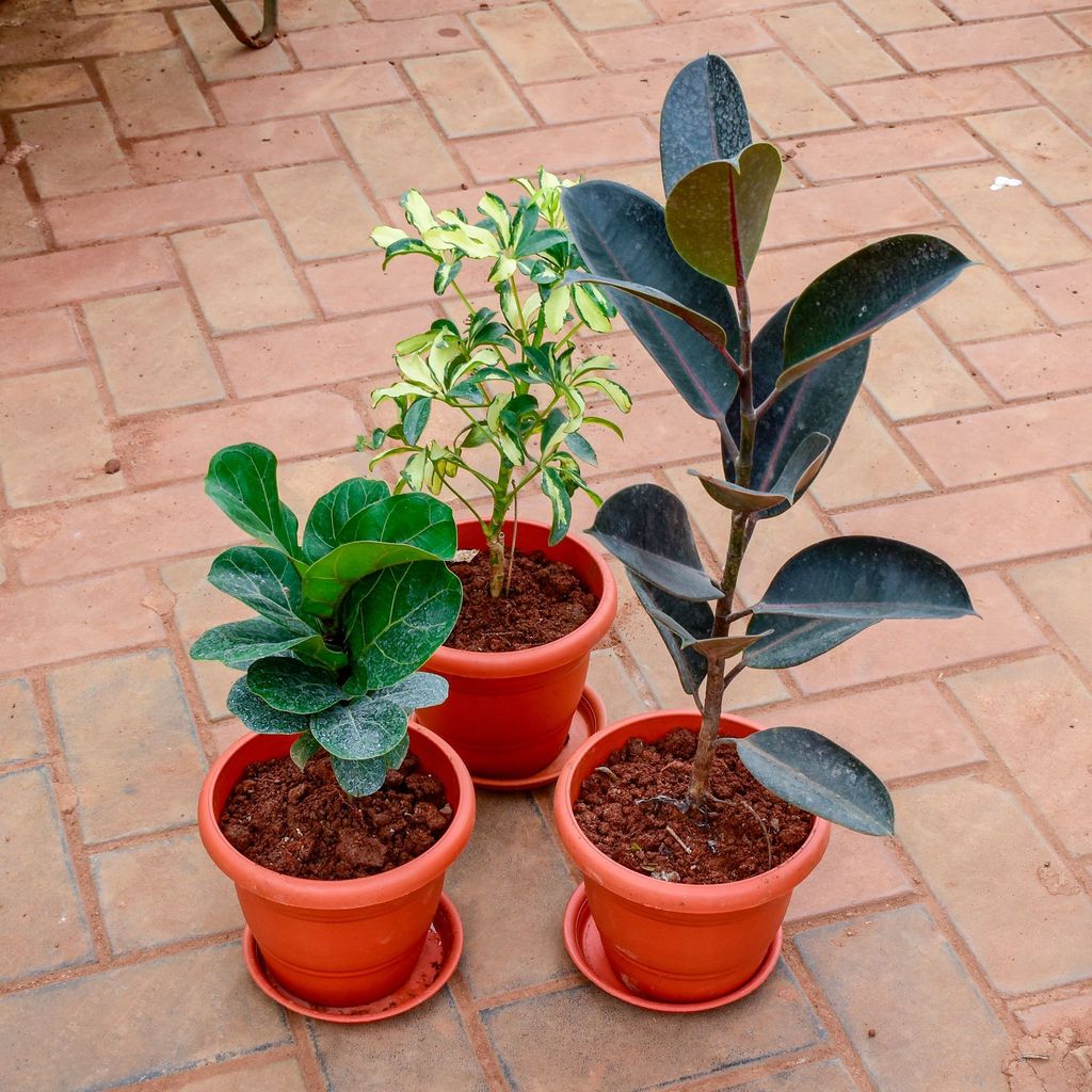 Set of 3 - Schefflera Variegated, Rubber Black & Fiddle Leaf in 7 Inch Classy Red Plastic Pot with Tray