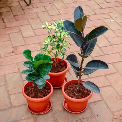 Buy Set of 3 - Schefflera Variegated, Rubber Black & Fiddle Leaf in 7 Inch Classy Red Plastic Pot with Tray Online | Urvann.com