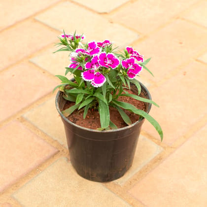 Buy Dianthus (Any Colour) in 4 Inch Nursery Pot Online | Urvann.com