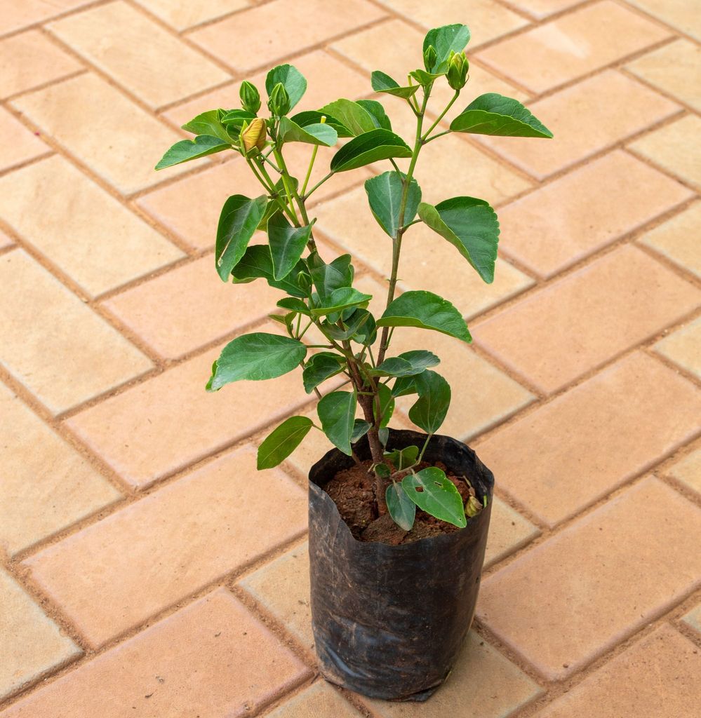 Hibiscus / Gudhal (Any Colour) in 5 Inch Nursery Bag