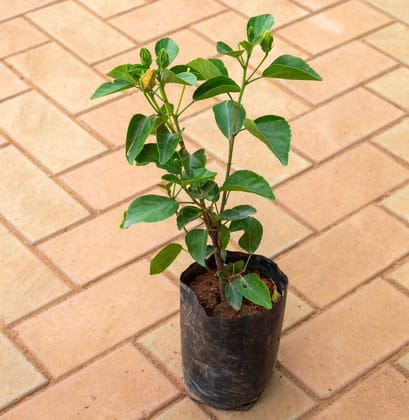 Buy Hibiscus / Gudhal (Any Colour) in 5 Inch Nursery Bag Online | Urvann.com