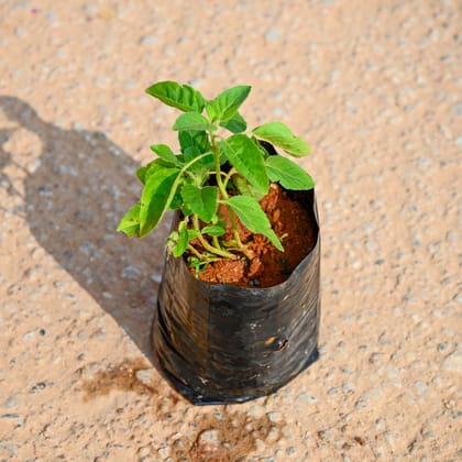 Buy Rama Tulsi in 3 Inch Nursery bag Online | Urvann.com