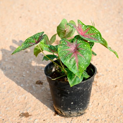 Buy Caladium Green Tip in 5 Inch Nursery Pot Online | Urvann.com