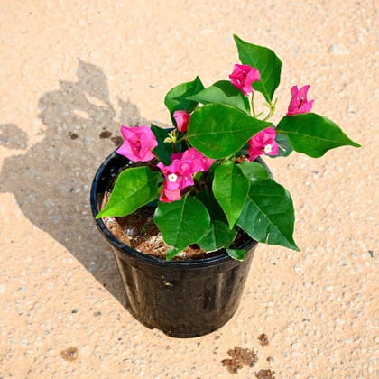 Buy Bougainvillea Pink in 6 Inch Nursery Pot Online | Urvann.com