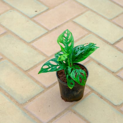 Buy Monstera Broken Heart in 4 Inch Nursery Pot Online | Urvann.com