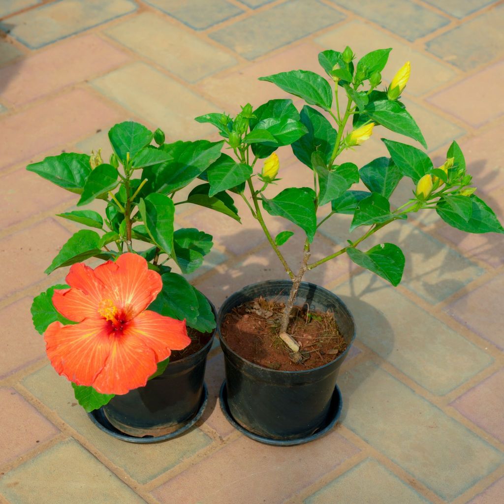 Set of 2 - Hibiscus / Gudhal (Orange & Yellow) in 5 Inch Nursery Pot With Tray