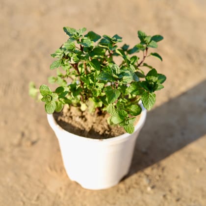 Pudina / Mint in 4 Inch White Nursery Pot