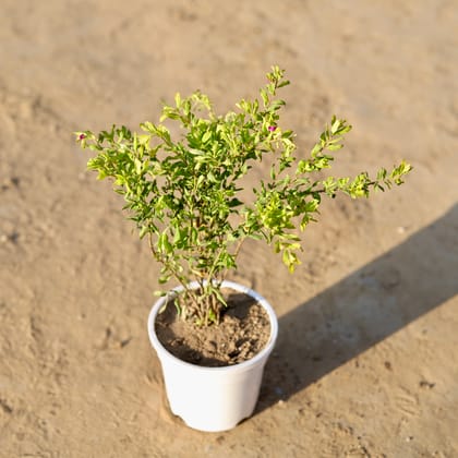 Cuphea / False Heather Pink in 4 Inch White Nursery Pot