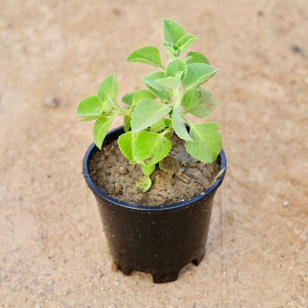 Ajwain Plant in 6 Inch Nursery Pot