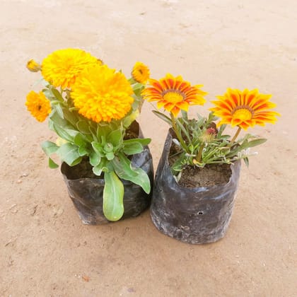 Buy Set of 2 - Calendula & Gazania (any colour) in 3 Inch Nursery Bag Online | Urvann.com