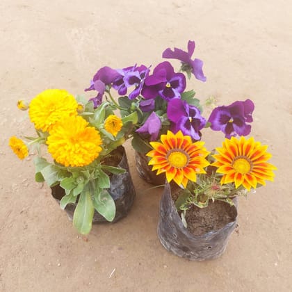 Buy Set of 3-  Pansy, Calendula & Gazania (any colour) in 3 Inch Nursery Bag Online | Urvann.com