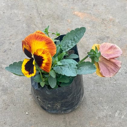 Buy Pansy in 4 Inch Nursery Bag Online | Urvann.com