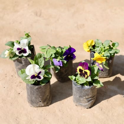 Buy Set Of 5 - Pansy (Any Colour) in 4 Inch Nursery Bag Online | Urvann.com