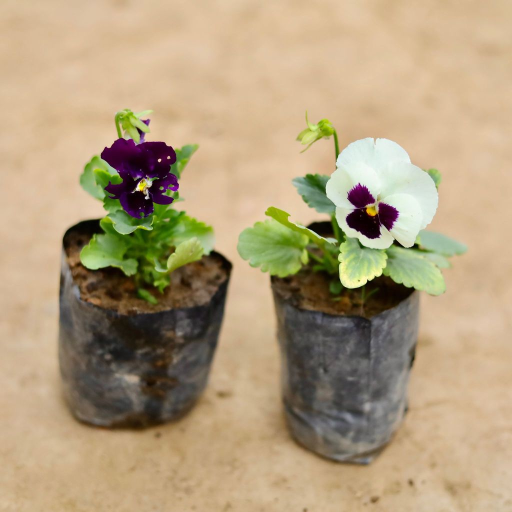 Set Of 2 - Pansy (Any Colour) in 4 Inch Nursery bag