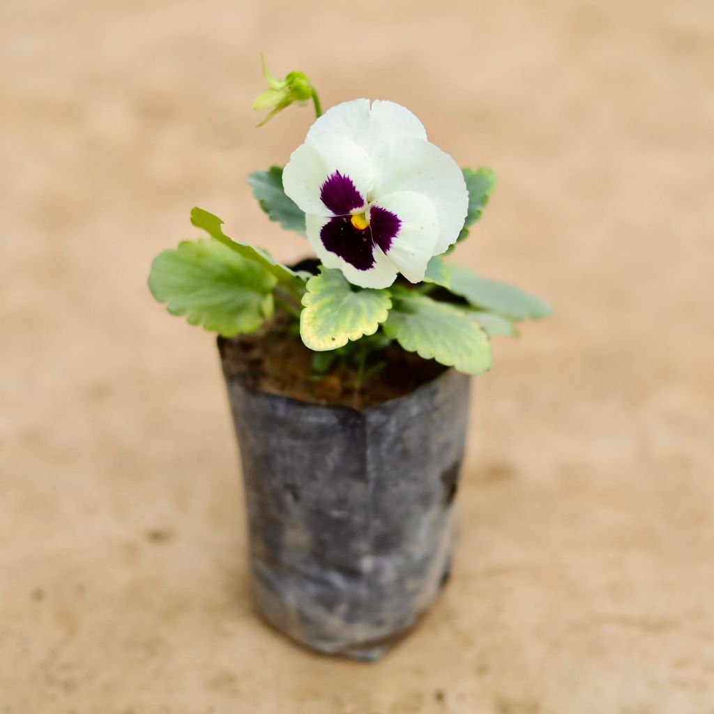 Pansy (Any Colour) in 4 Inch Nursery bag