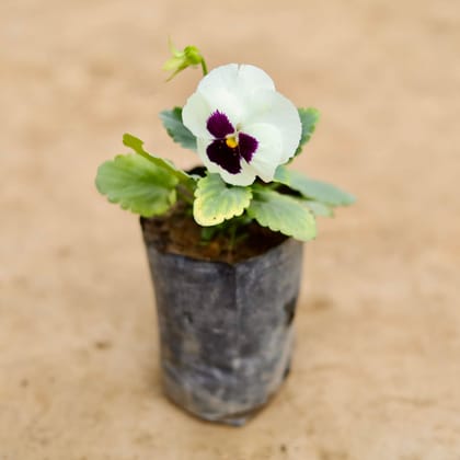 Buy Pansy (Any Colour) in 4 Inch Nursery bag Online | Urvann.com