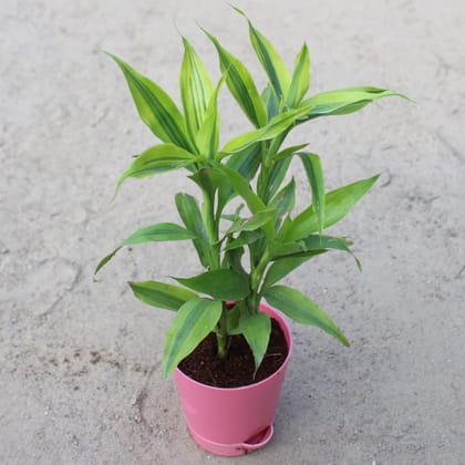 Buy Lucky Bamboo in 4 Inch Pink Florence Self Watering Pot Online | Urvann.com