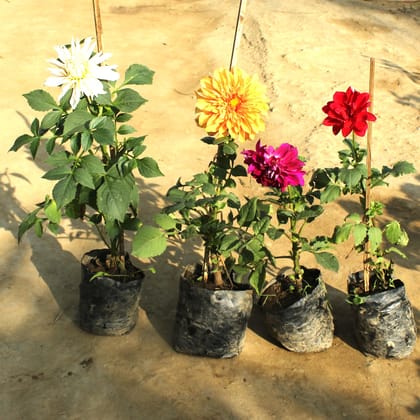 set of 4 Dahlia (any colour) in 5 Inch Nursery Bag