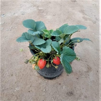 Strawberry Plant in 6 Inch Nursery Pot