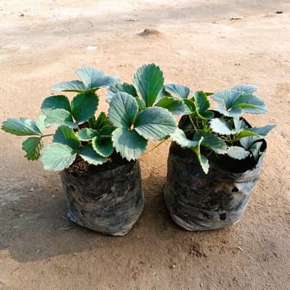 Buy Set of 2 - Strawberry Plant in 4 Inch Nursery Bag Online | Urvann.com