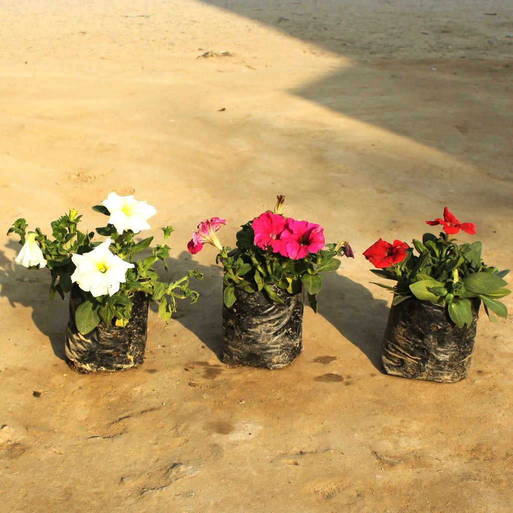 Set of 3 Petunia (any colour) in 4 Inch Nursery Bag