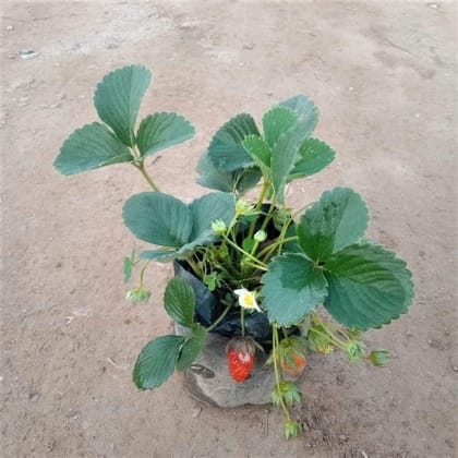 Strawberry Plant in 4 Inch Nursery Bag