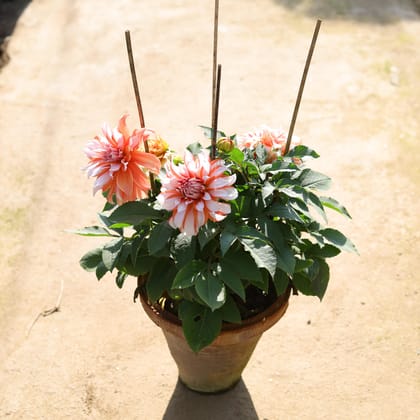 Dahlia (any colour) in 10 Inch Clay Pot