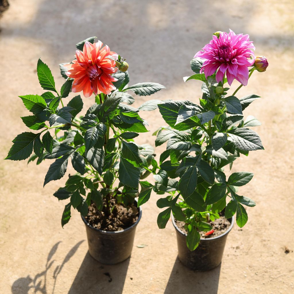 Set of 2 - Dahlia (any colour) in 6 Inch Nursery Pot