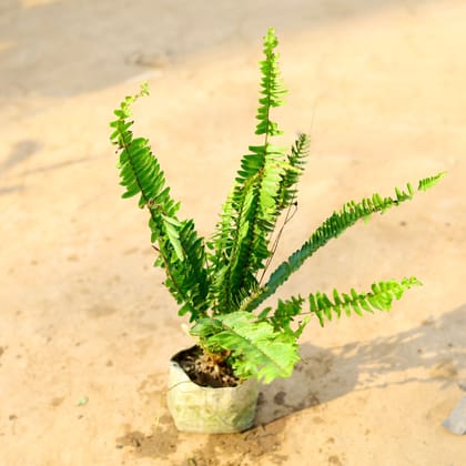 Buy Boston Fern in 4 Inch Nursery Bag Online | Urvann.com