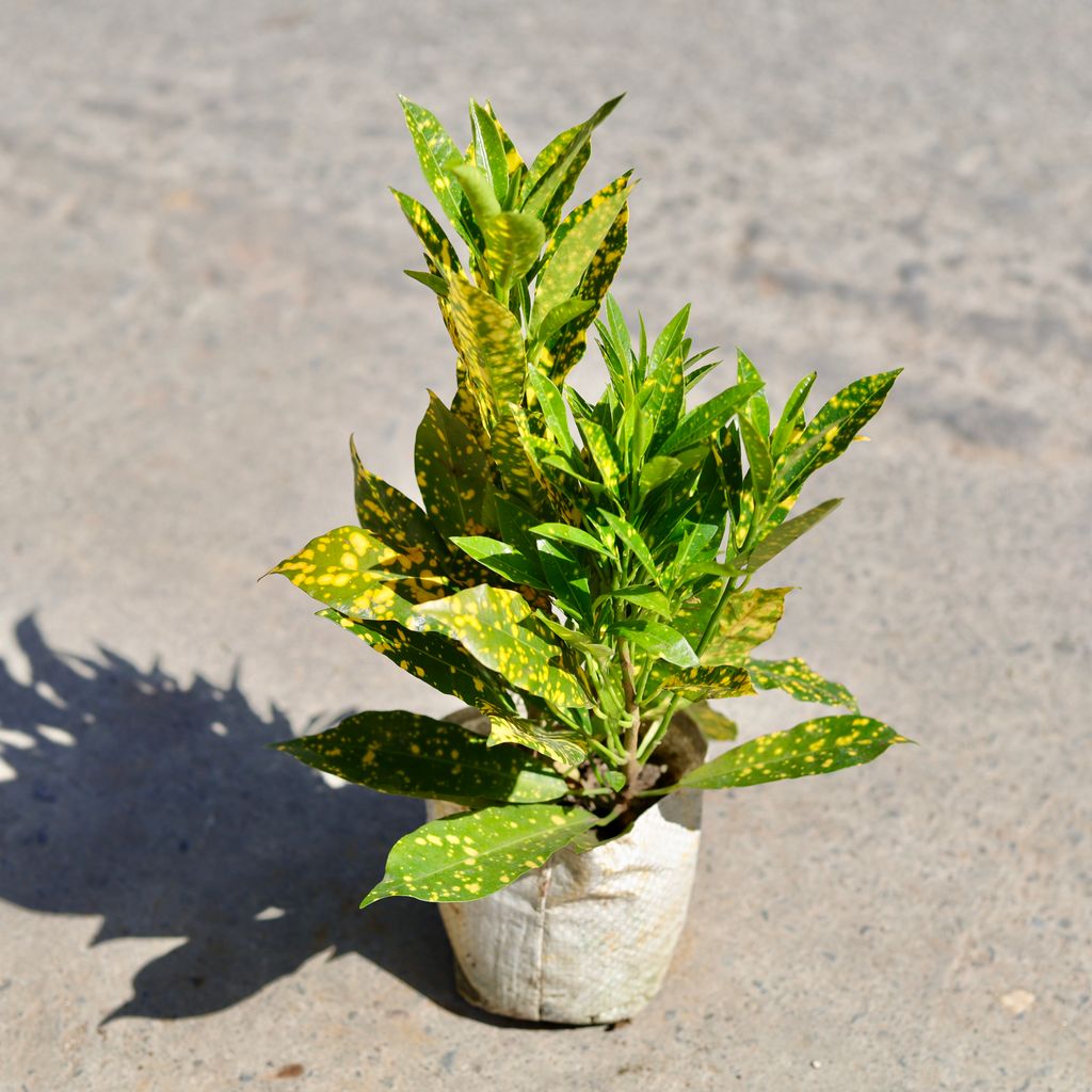 Baby Croton in 4 Inch Nursery Bag