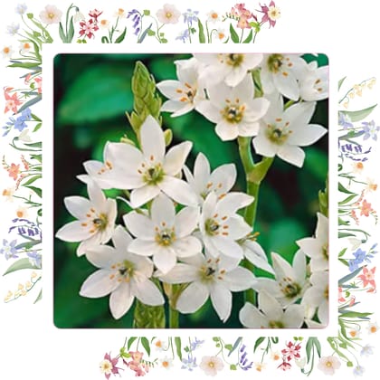 Free Gift - Chincherinchee Flower Bulbs - Starry, Long-Lasting Blooms | Low-Maintenance - Flash Sale