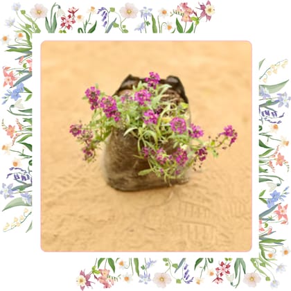 Free Gift - Alyssum (any colour) in 3 Inch Nursery Bag - Flash Sale