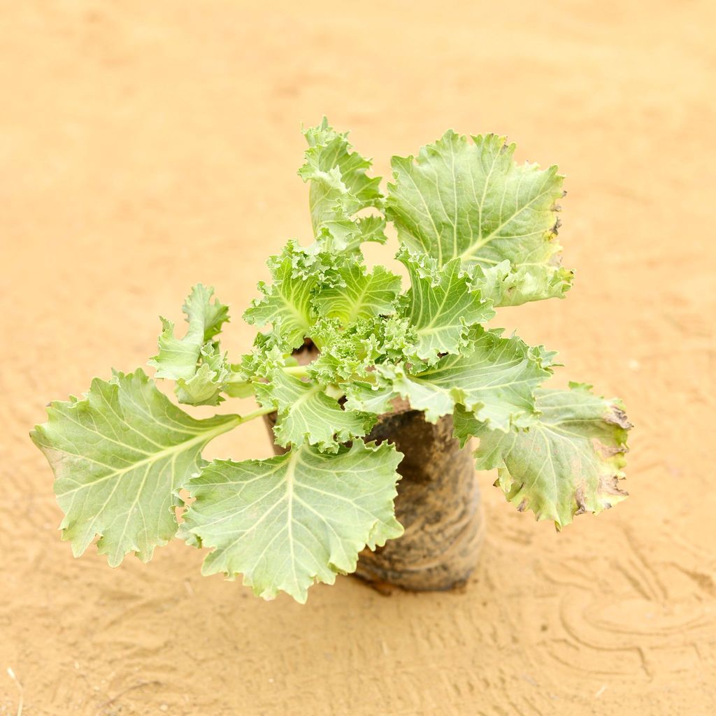 Kale Green in 3 Inch Nursery Bag