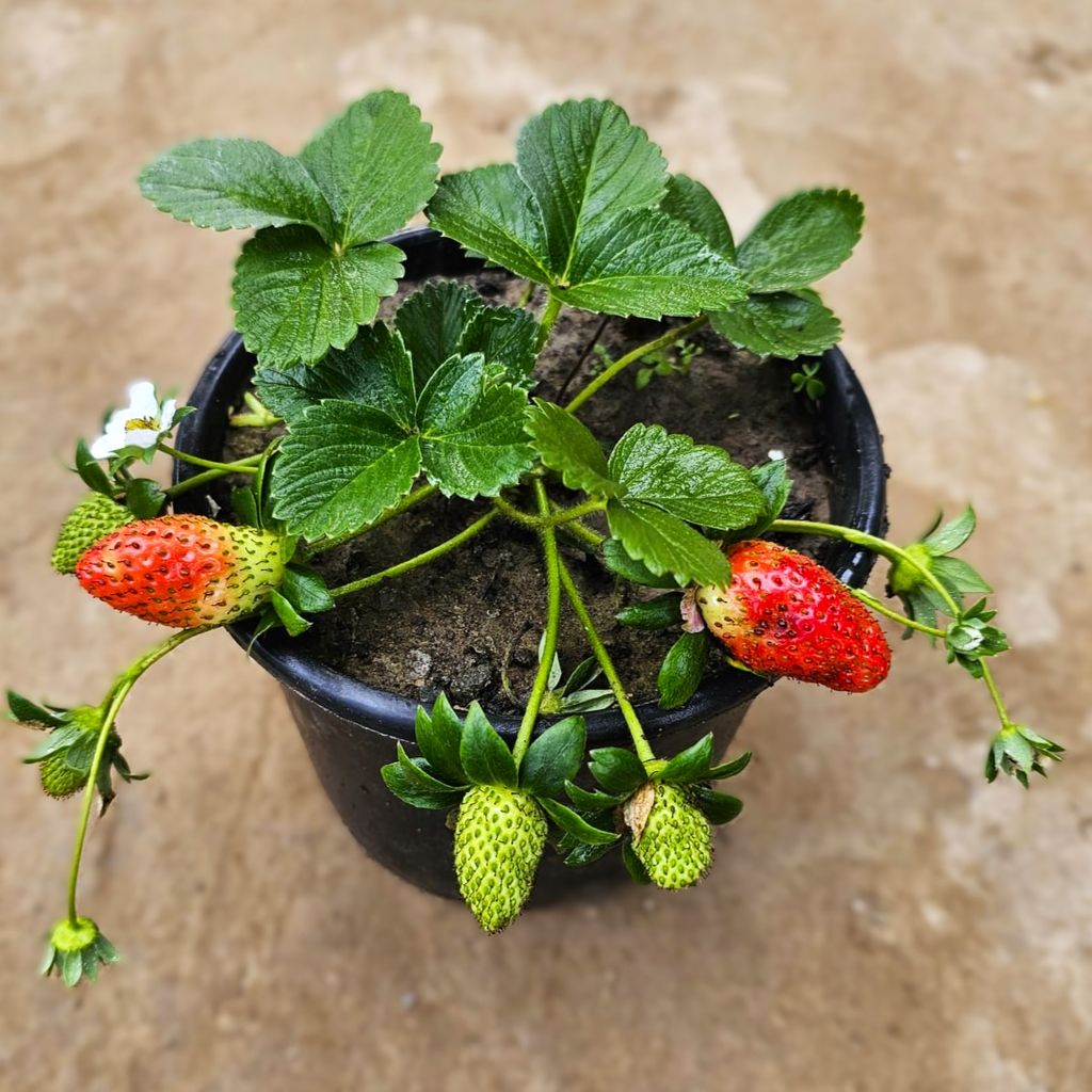 Strawberry Plant in 6 Inch Nursery Pot