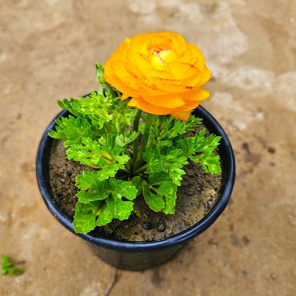 Ranunculus / Buttercup (any colour) in 6 Inch Nursery Pot