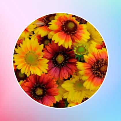 Free Gift - Gaillardia Mixed Seeds - Excellent Germination - Flash Sale