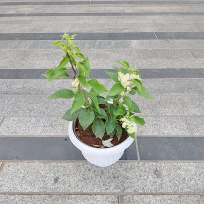 Buy Bougainvillea White in 7 Inch White Premium Olive Plastic Pot Online | Urvann.com