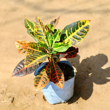 Buy Croton Petra in 6 Inch Nursery Bag Online | Urvann.com