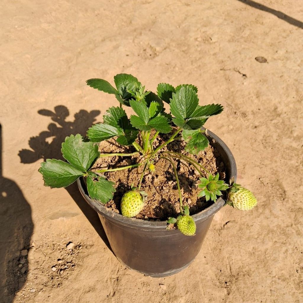 Strawberry Plant in 6 Inch Nursery Pot