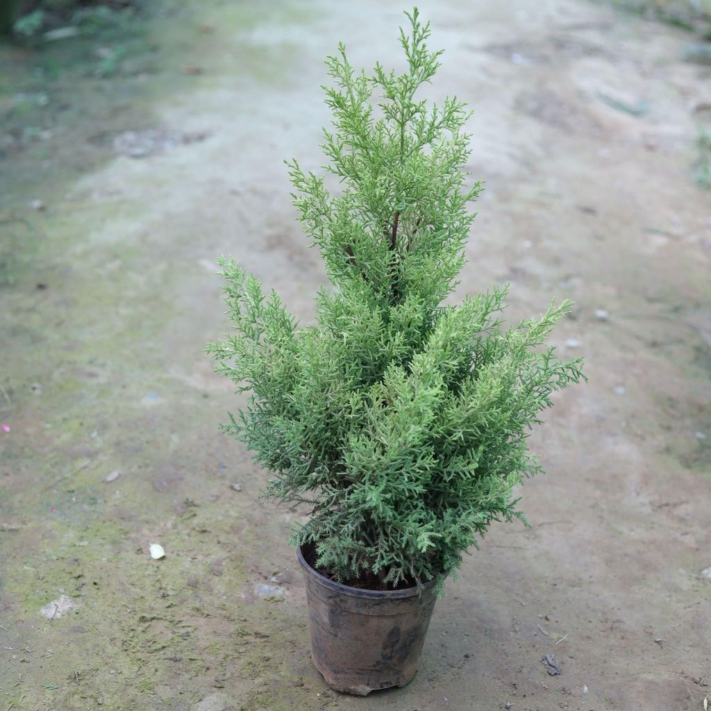 Cypress Golden in 6 Inch Nursery Pot