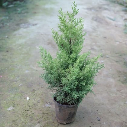 Buy Cypress Golden in 6 Inch Plastic Pot Online | Urvann.com